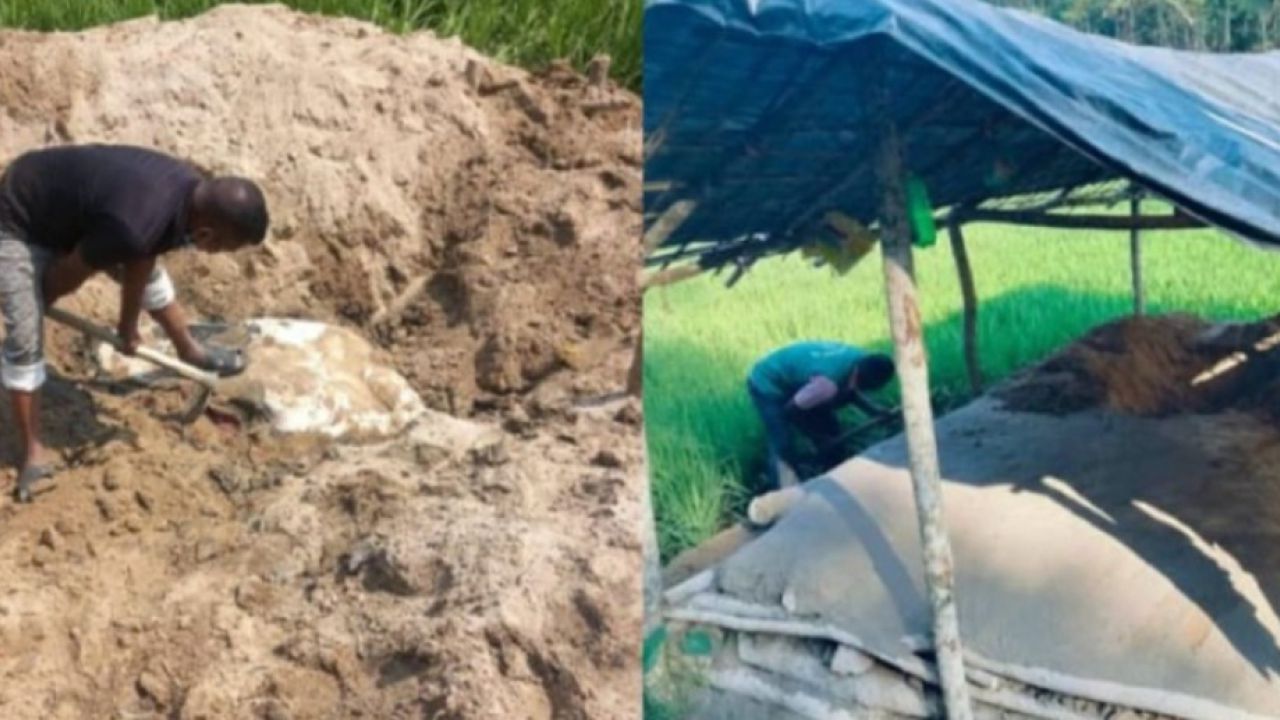 চকরিয়ায় বন্য হাতি হত্যা করে মাটিচাপা