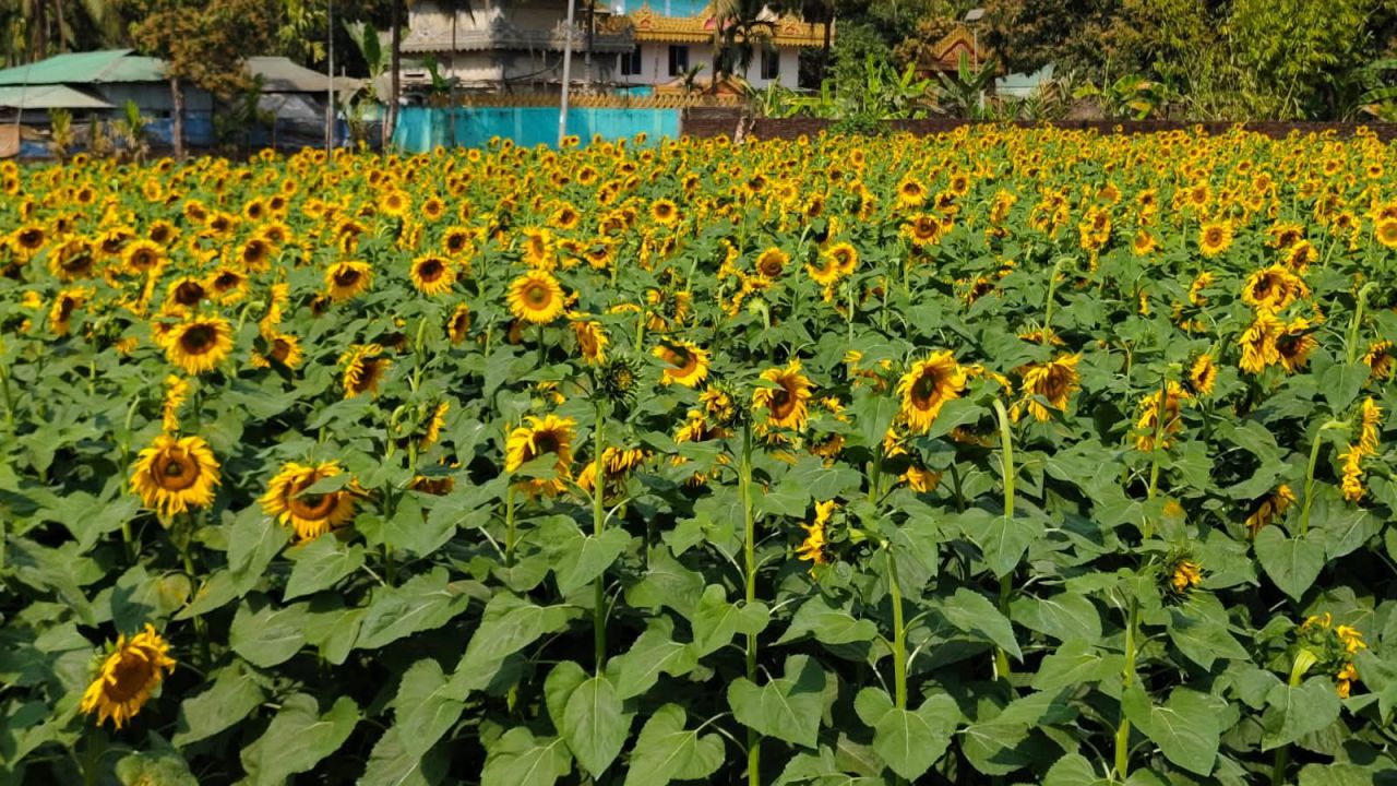 সূর্যমুখীর হাসি কৃষকের মুখে