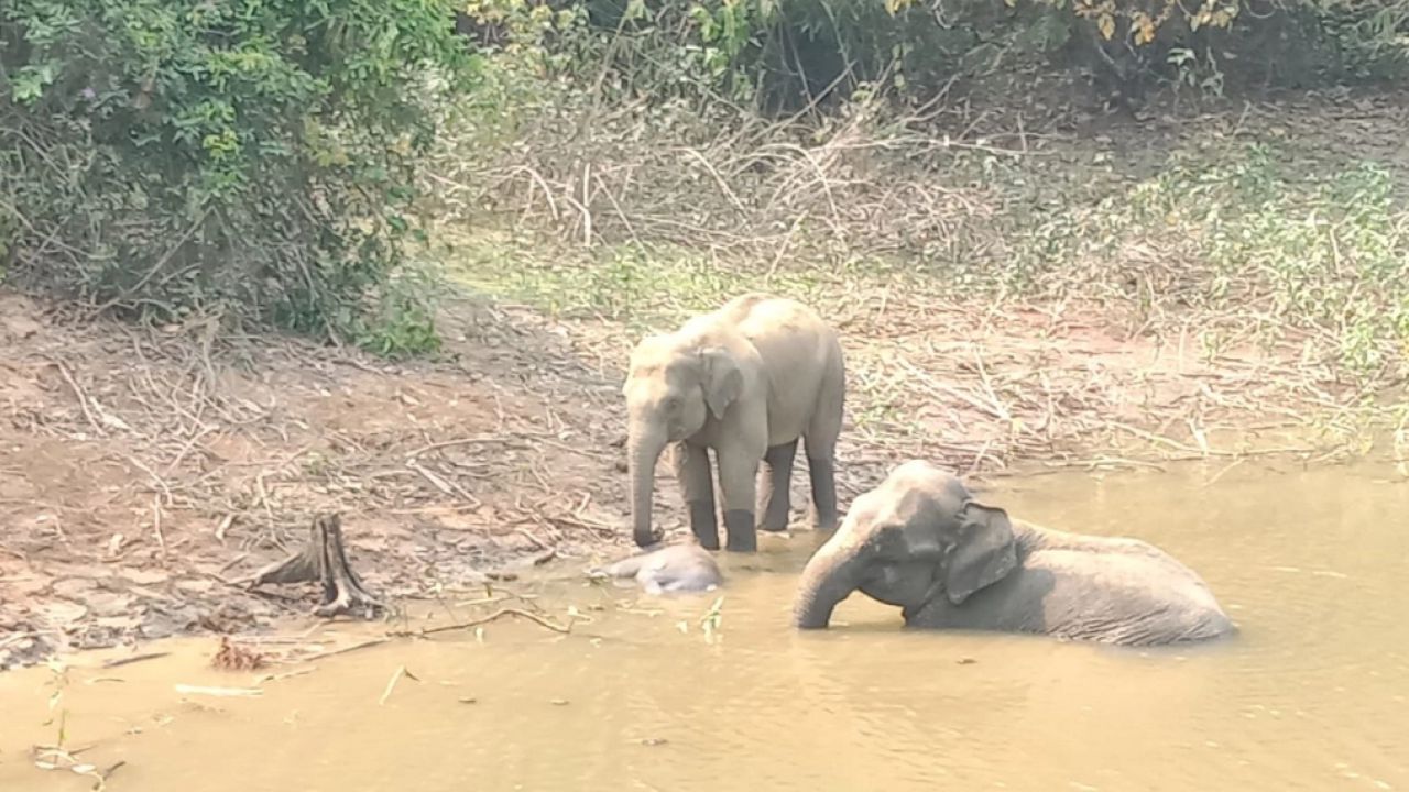 মানুষের তাড়া খেয়ে গর্তে পড়ে মরলো শাবক, পাশেই কাঁদছে মা হাতি