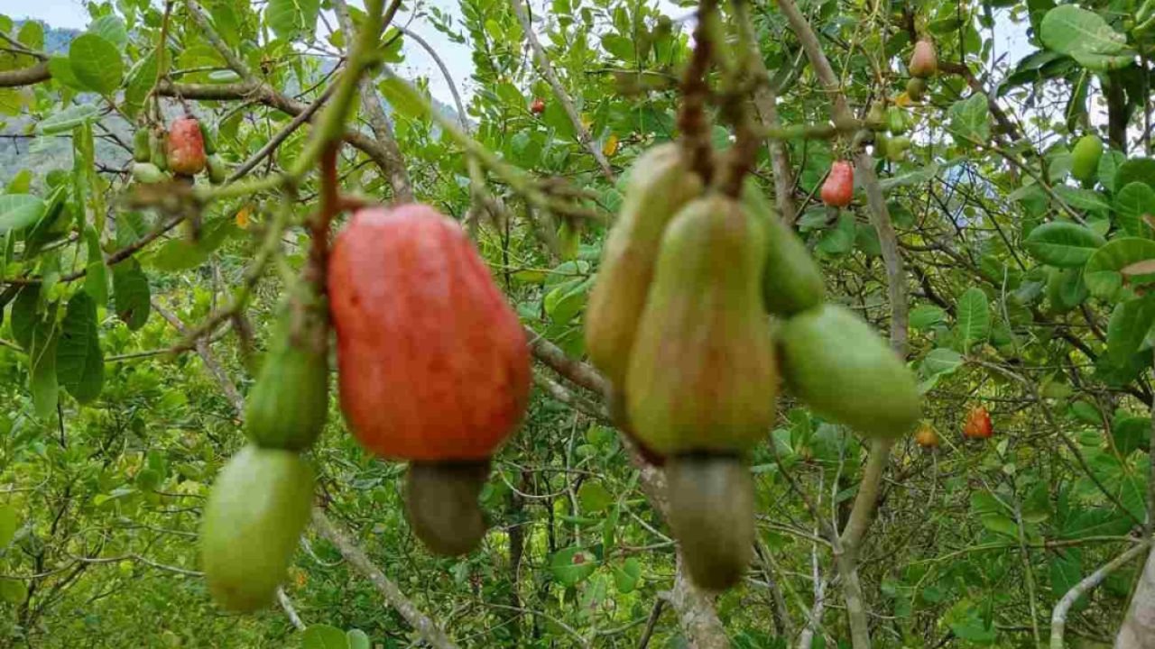 পাহাড়ে কাজুবাদাম চাষে ঘুরে দাঁড়াচ্ছে অর্থনীতি